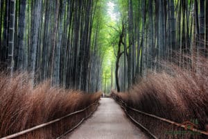 Bamboo Forest, Kyoto, Japan, by Craig Underwood, CGA.